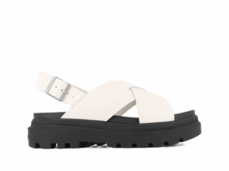 Pallacruise Crossed